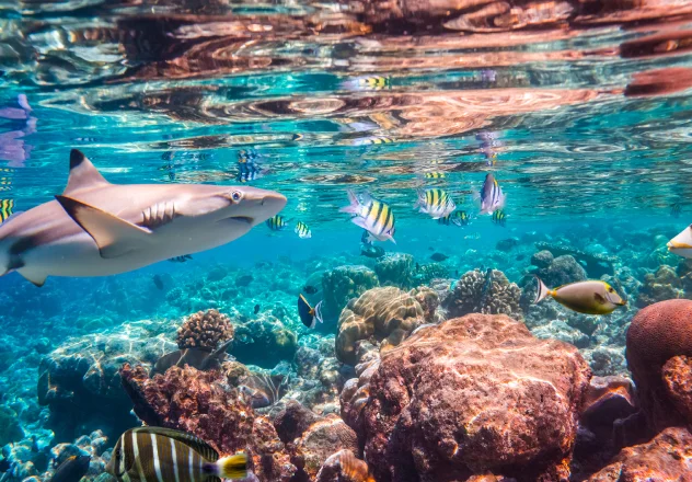 Banda Sea Liveaboard Packing List